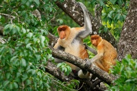 Kahau nosaty - Nasalis larvatus - Proboscis Long-nosed Monkey o8075